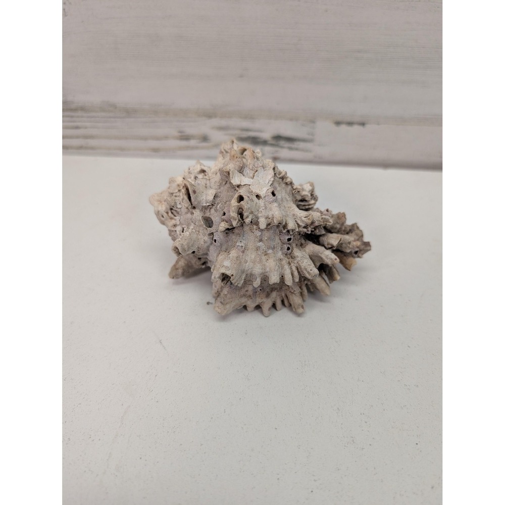 Natural Barnacle Encrusted Spiky Sea Shell Beach Decor Ocean Specimen Display